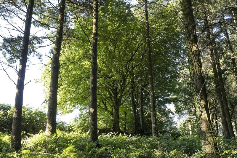 Observations in High Wood: Insights from an Ecologist