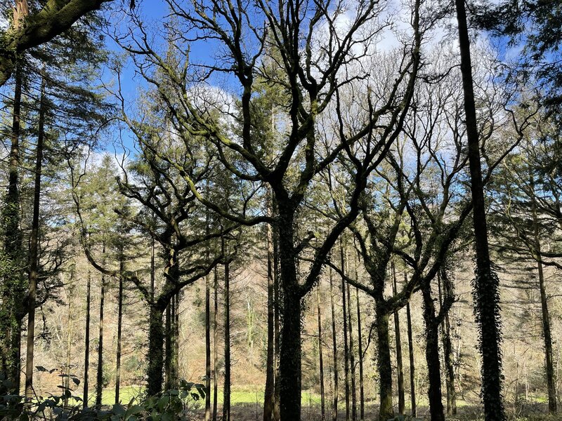 Press Release: Protect Earth Purchases High Wood