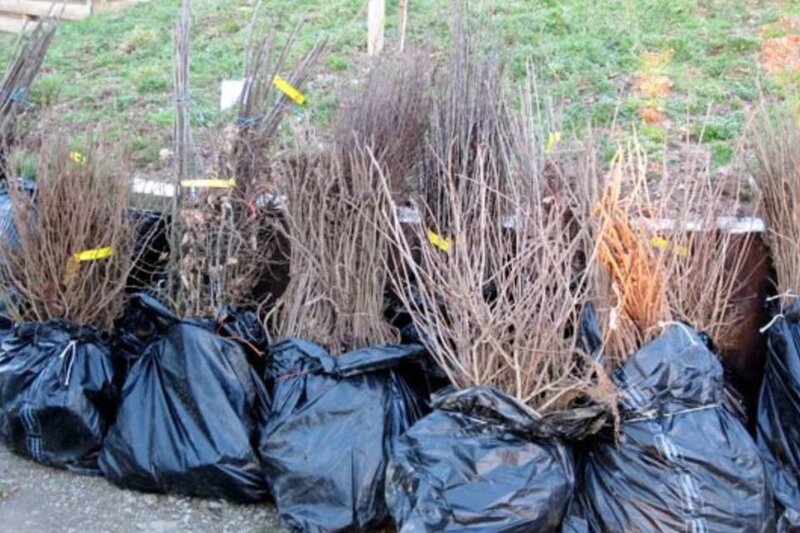 Planting the Future: Support UK Reforestation through Protect Earth's New Online Shop