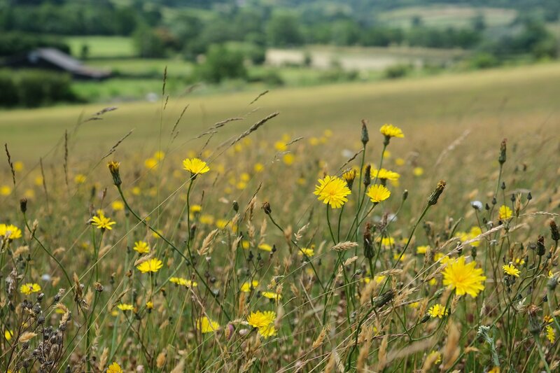 Preserving Biodiversity Through Community Land Trusts: A Case Study from Shropshire