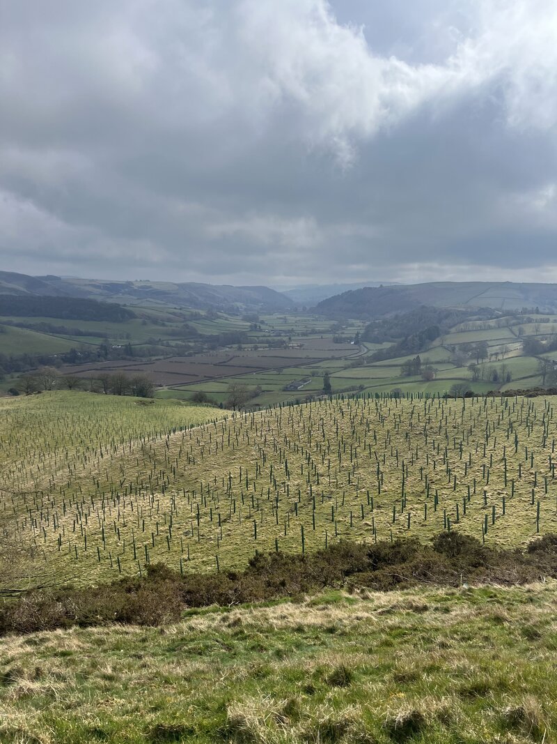 Protect Earth's 2024/25 UK Tree Planting Achievements