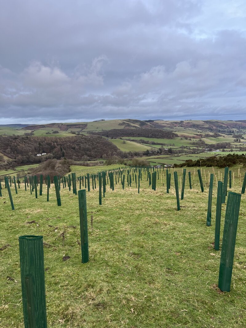 Protect Earth’s Landmark Project - Creating a Woodland Where None Existed