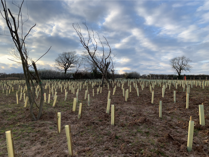 Tree Guards: Do we need Plastic Tubes?