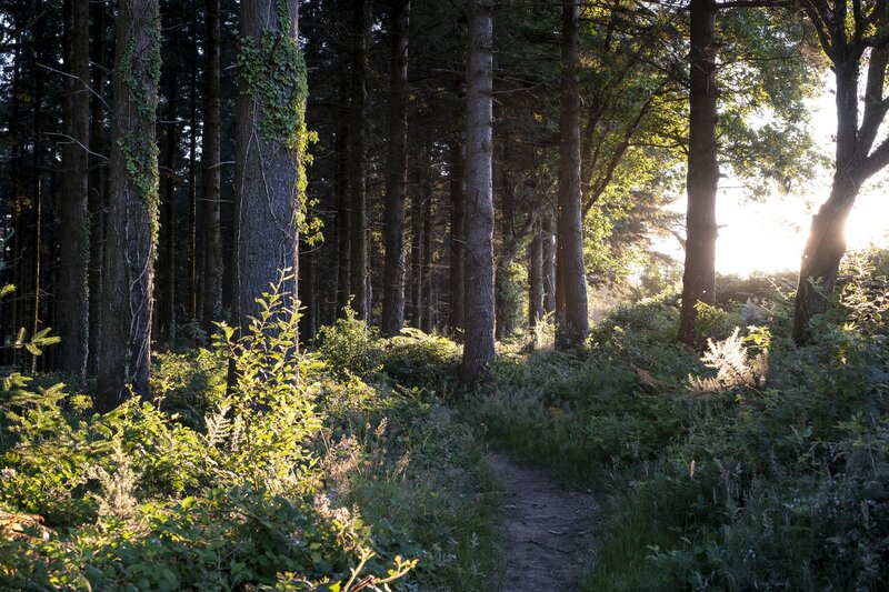 Revitalising High Wood's mountain biking trails