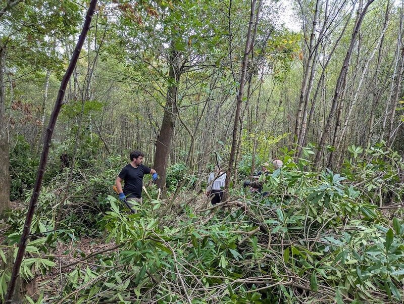 Rescuing Ancient Woodlands from Rhododendron