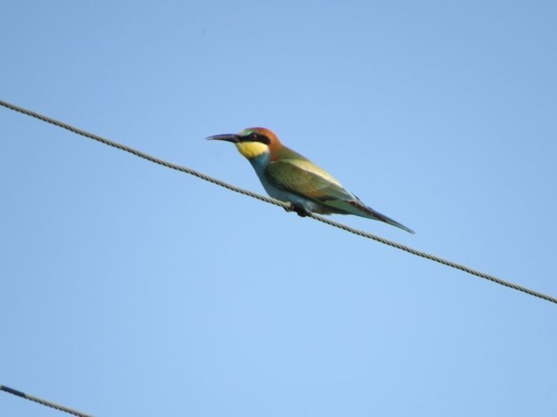 The Right Tree in the Right Place… for this point in the Climate Crisis