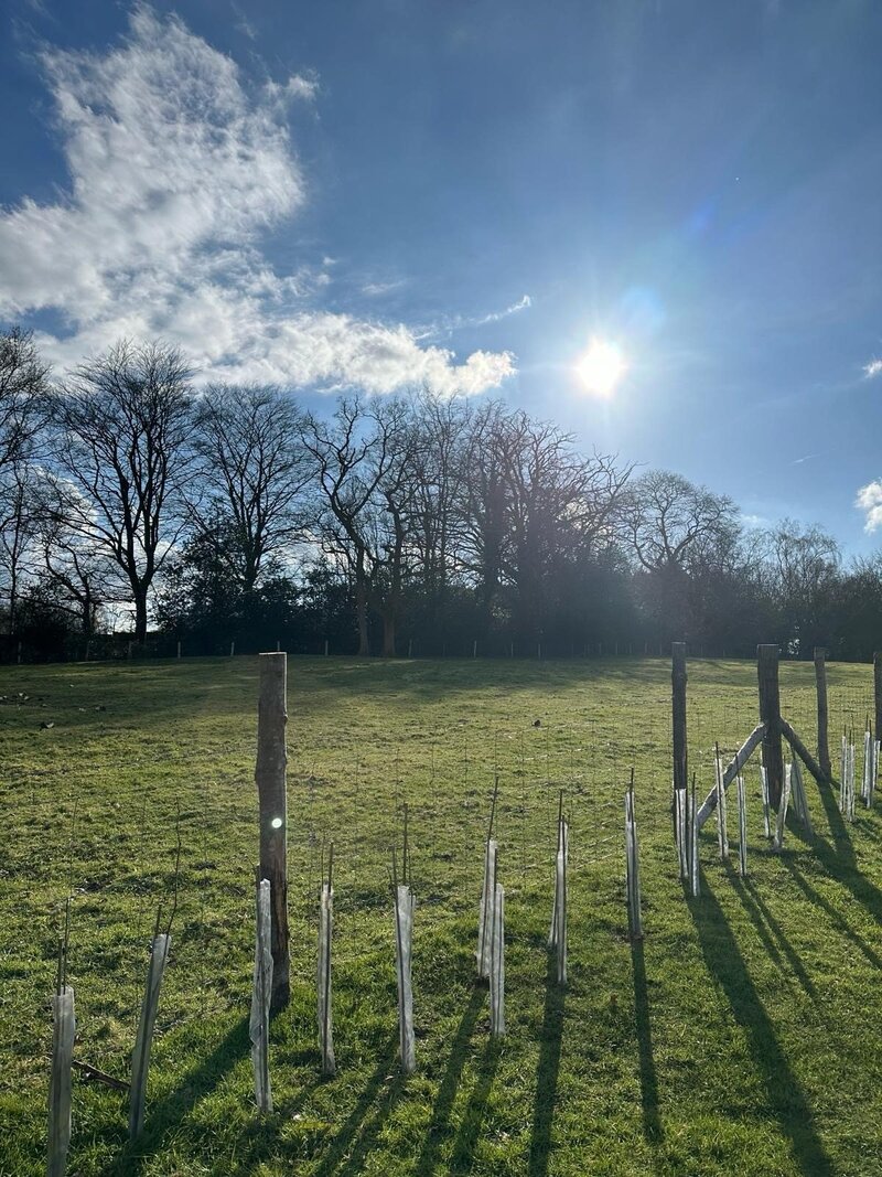 Rooted in Green: Park Avenue Recruitment's Journey to Sustainable Team Building