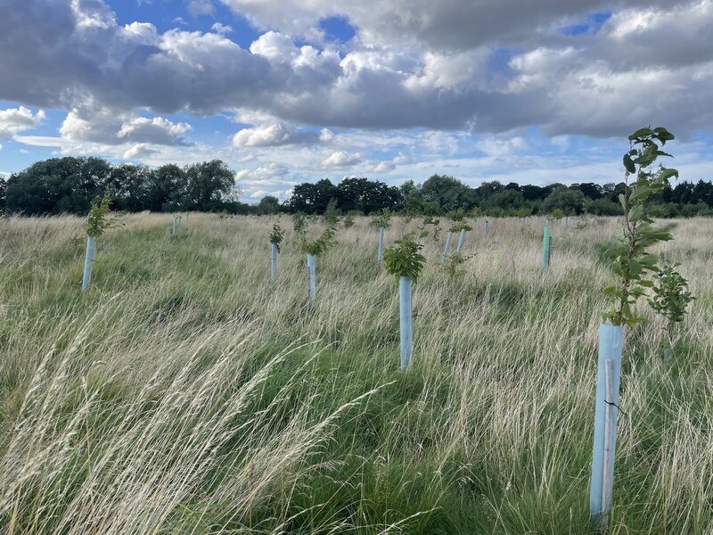 A Season in Review: Reflecting on Protect Earth's Tree Planting Achievements in 2022/23