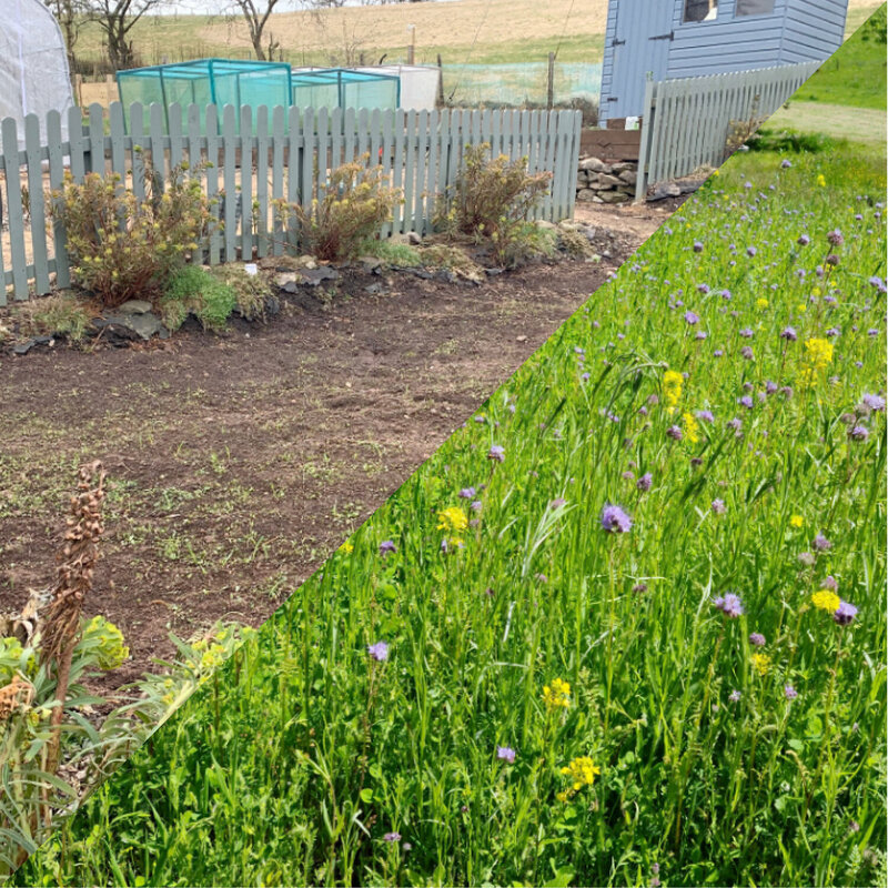 Wildflower Meadows, Summer Planting, and Gift Aid