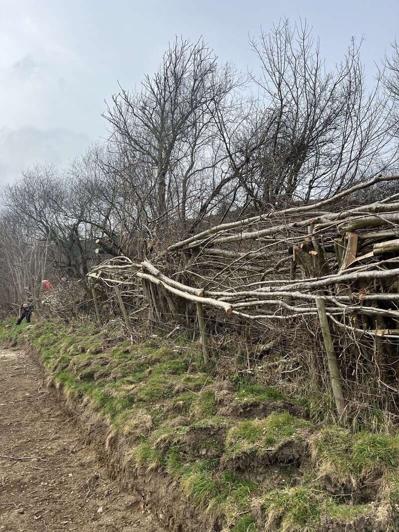 The Art of the Hedge: Reviving Traditional Hedge Management with Hands-On Hedge Laying Training Courses