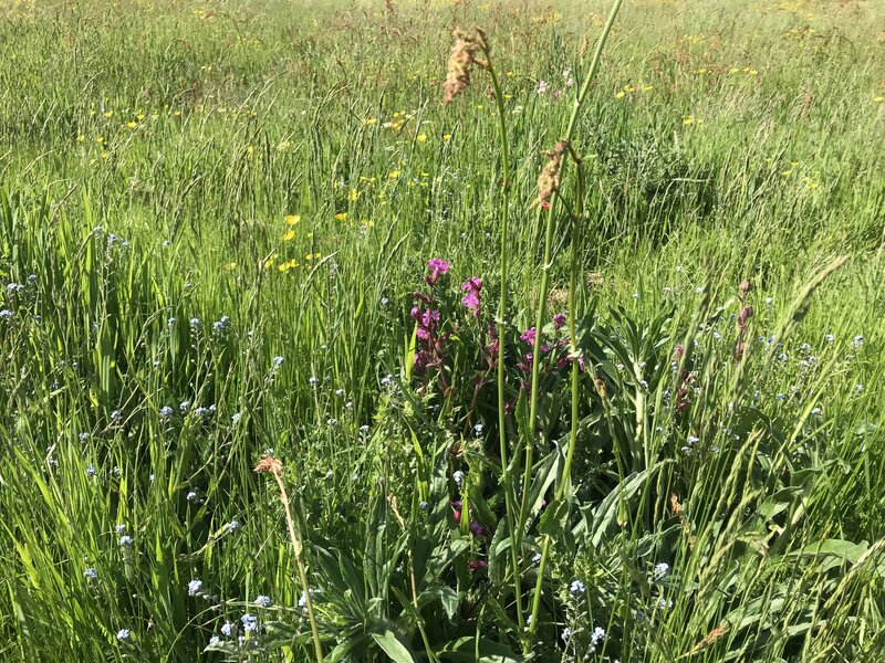 The difficulties and benefits of wildflower meadow creation