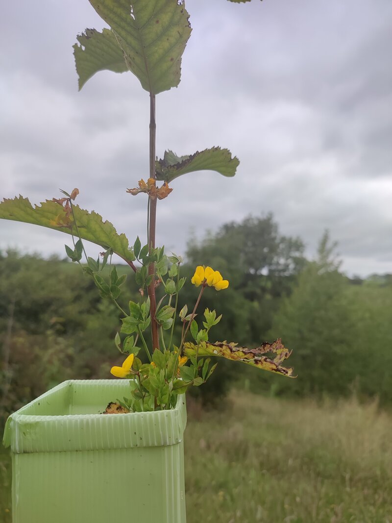 The Power of Self-Funding: How Protect Earth Restored a Vital Greenspace