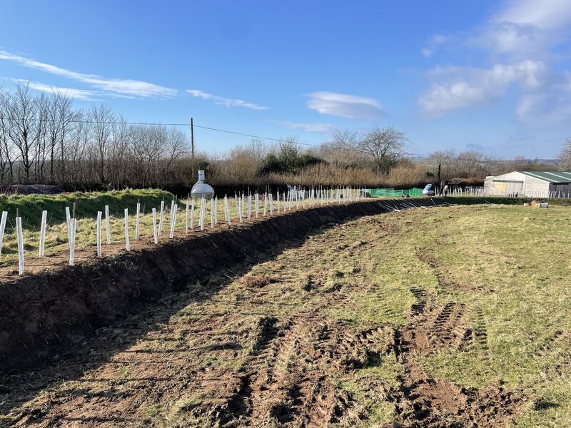 The South West Gains Another Hedgerow and Becomes a Little Greener