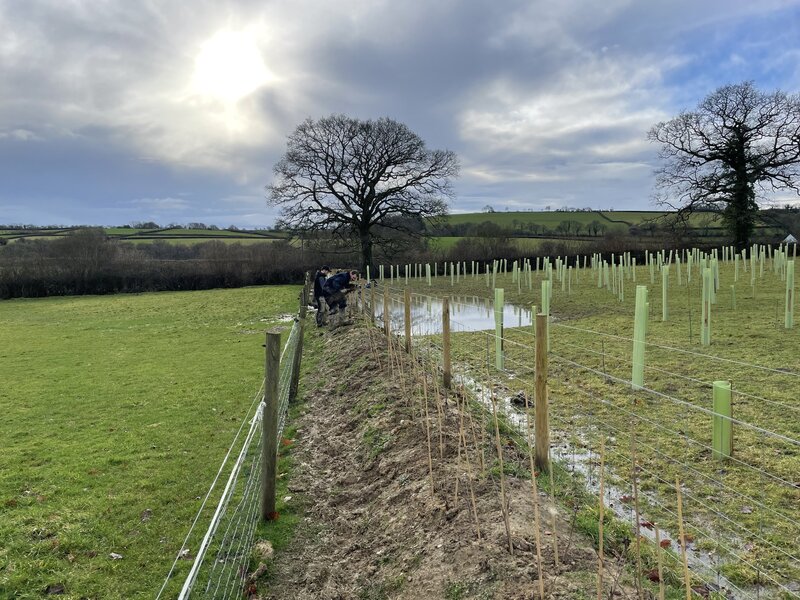 The Woodland Creation Conundrum: Do They Really Want Us to Succeed?