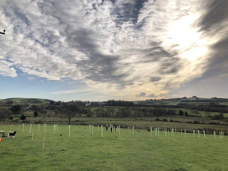 Transforming a Welsh Smallholding: A Tale of Friendship, Restoration, and Biodiversity