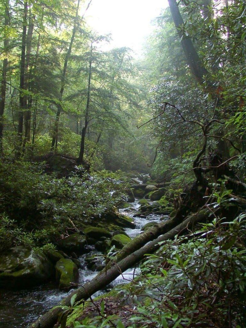 Triumph as temperate rainforest restoration project gets the go ahead