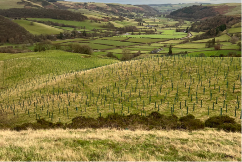 Wales’ Wildlife: Report Identifies 30 Years of Decline