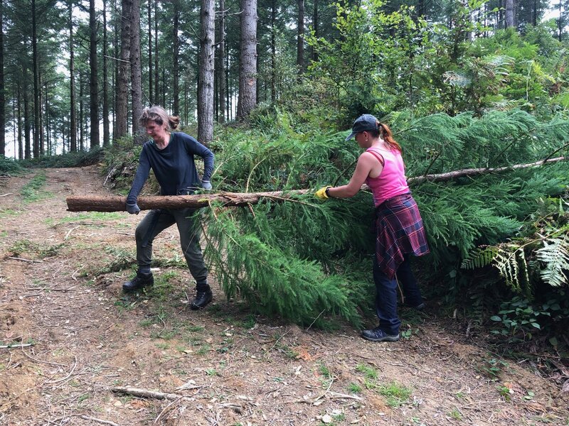 What is Woodland Management and Why It Matters