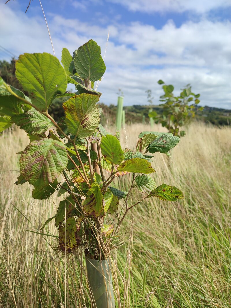 Where do our saplings come from?