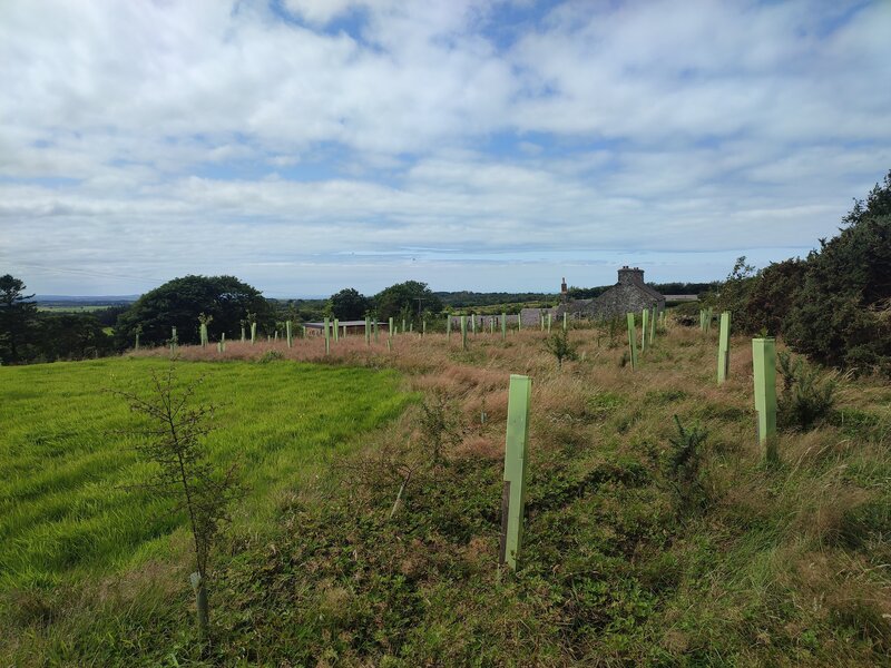 Which species of trees have we planted?