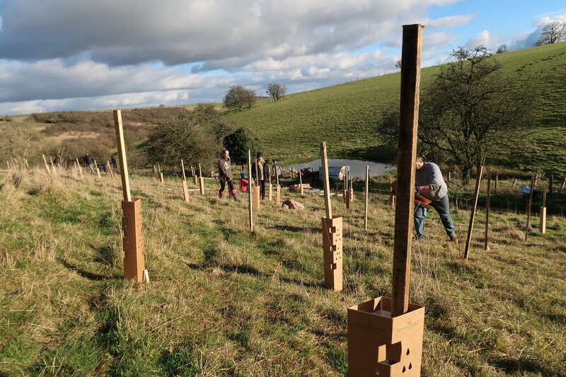 Why Protect Earth plant trees in winter