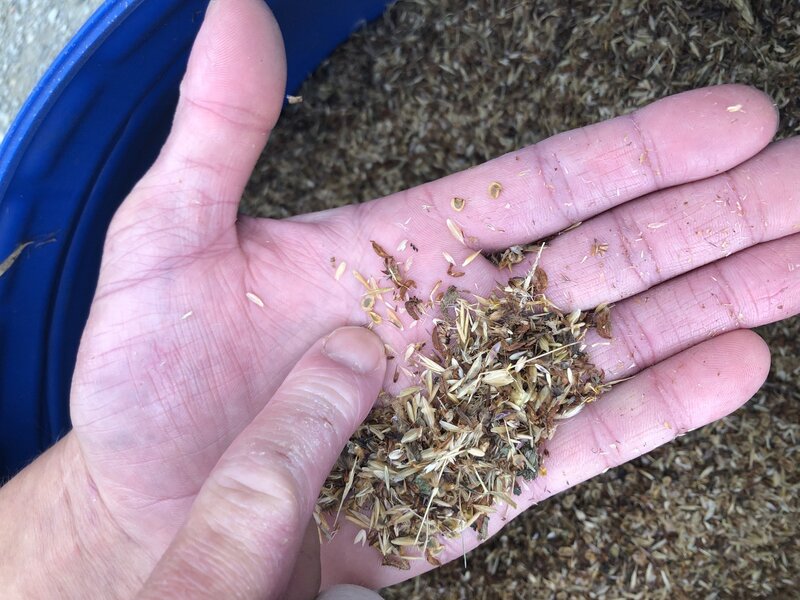 Wildflower Planting in Llandrindod Wells