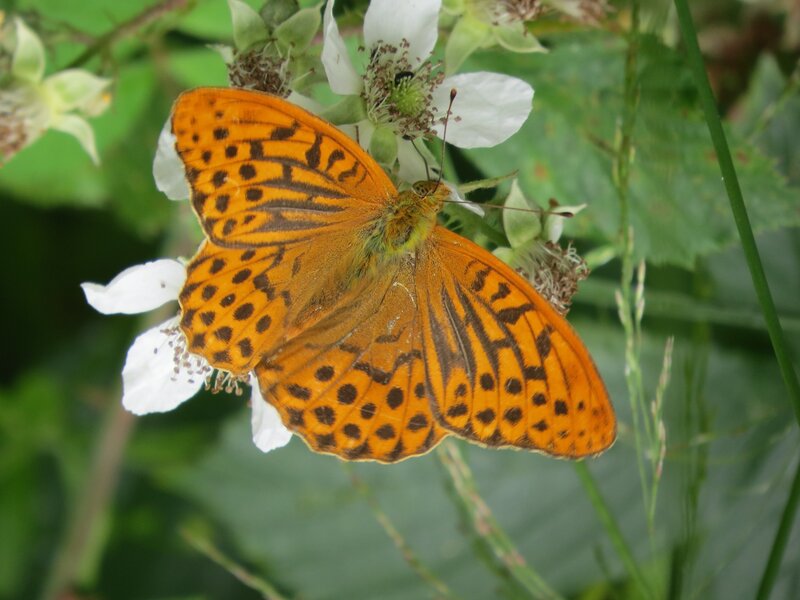 Surveying Wildlife at Highwood