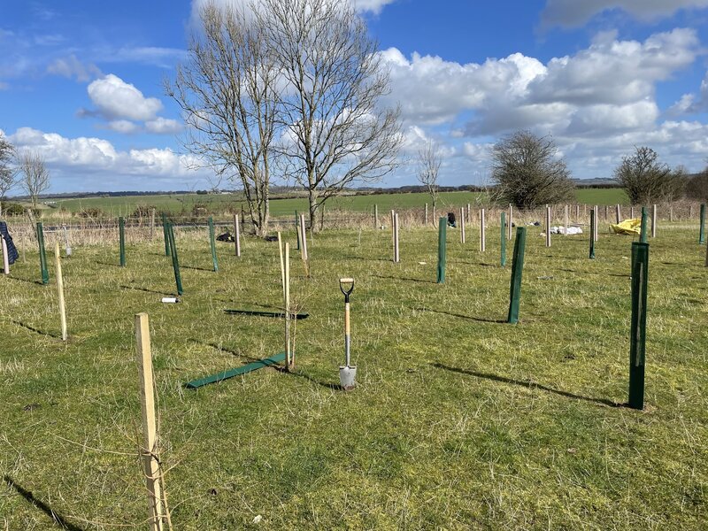 Woodland Maintenance with Protect Earth: Cheltenham Case Study