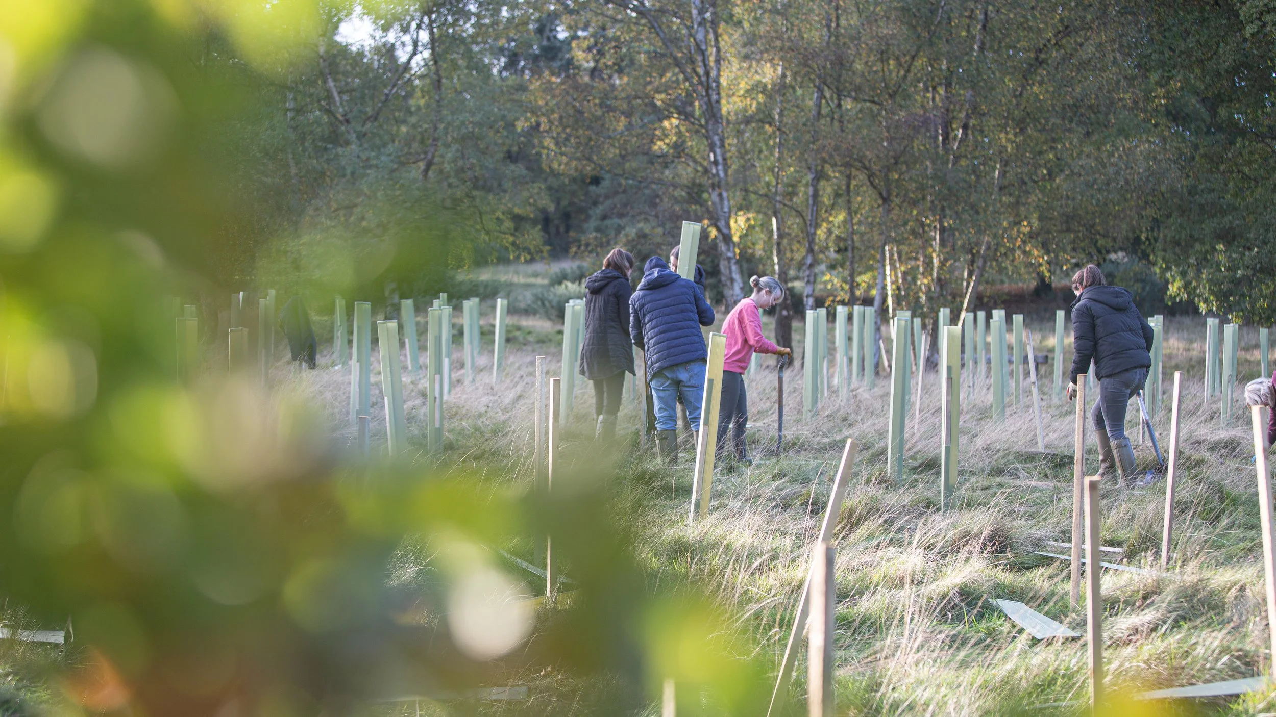 People planting young trees in a grassy field