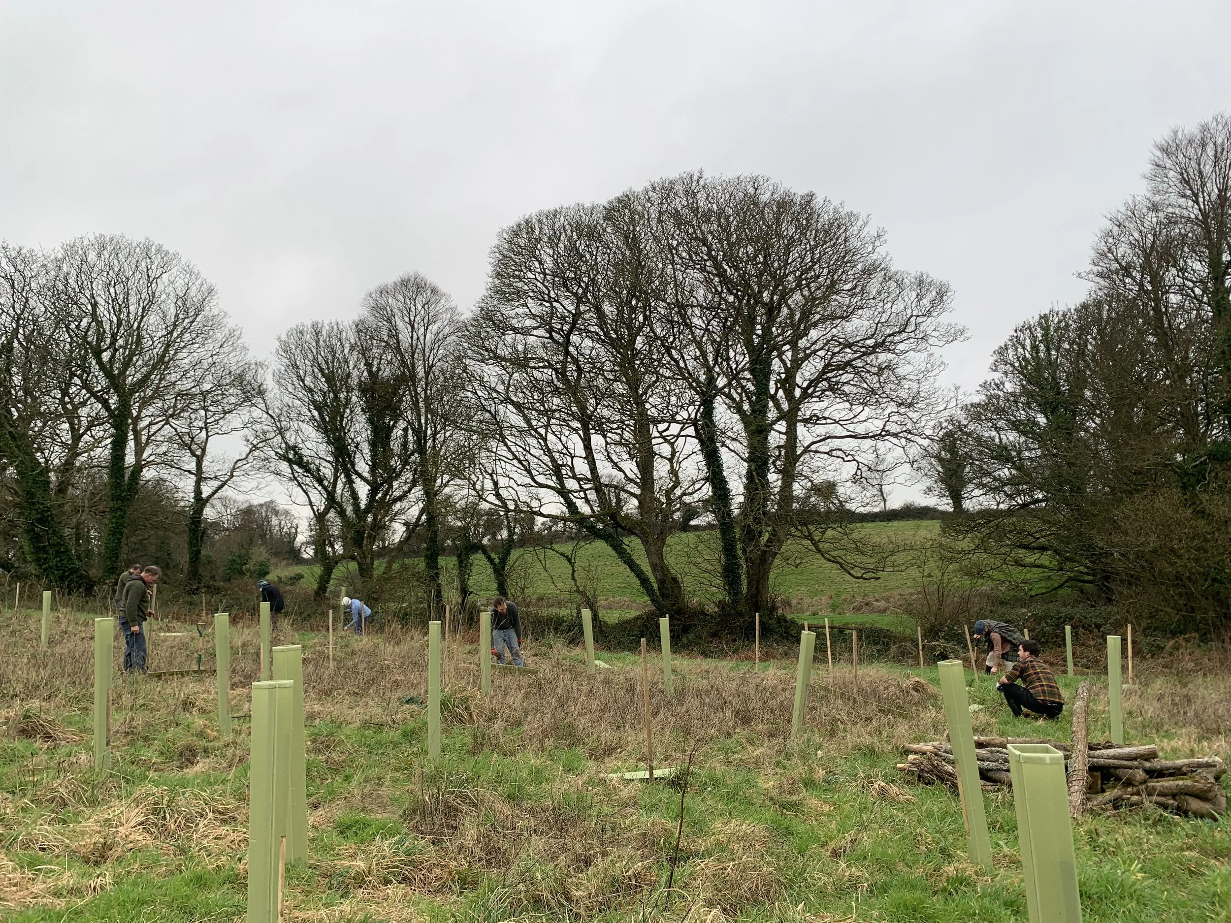 People planting trees in an open field