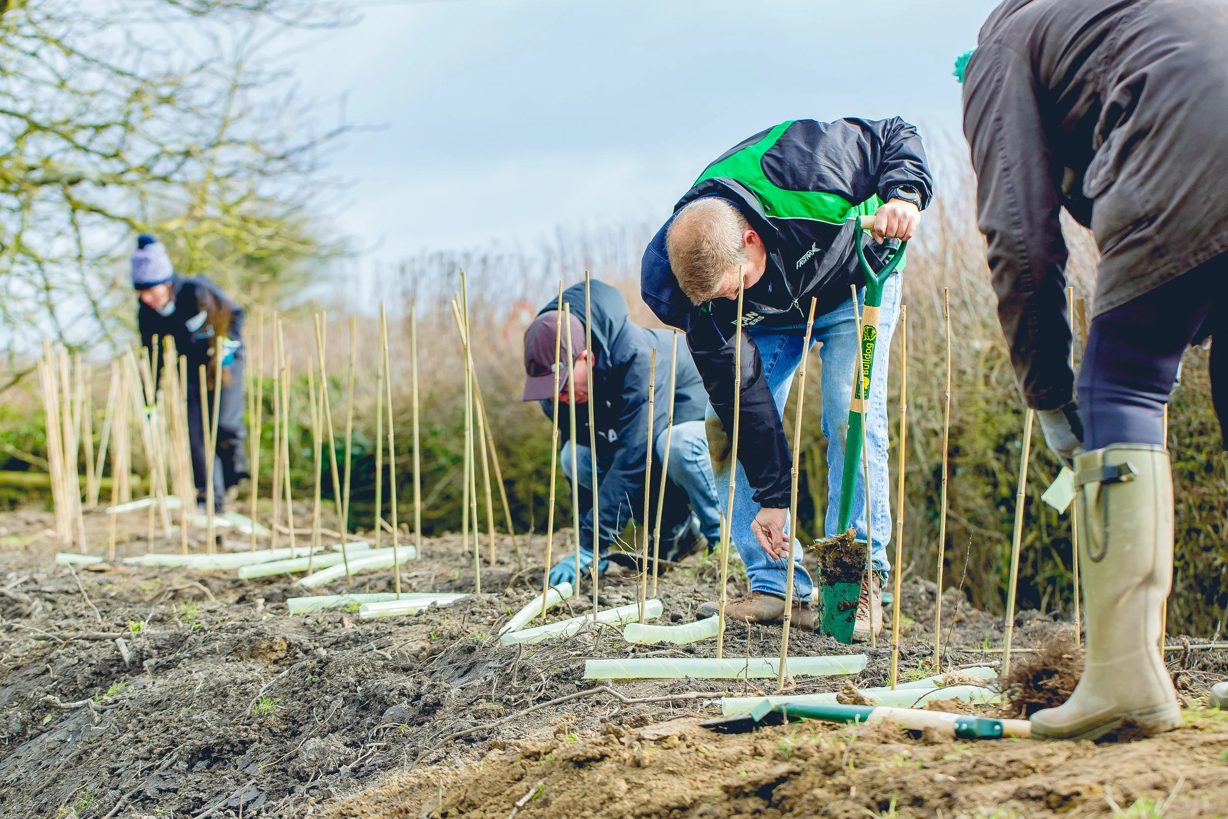 Group of people planting young trees in a row in a field