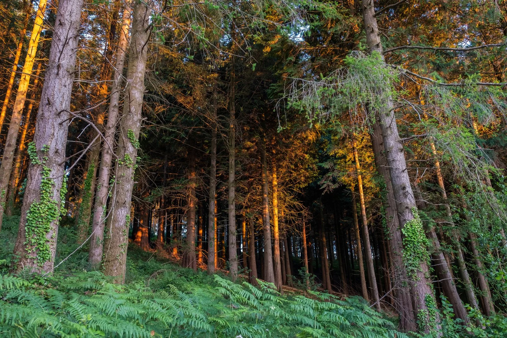 Dense forest with sunlight filtering through trees