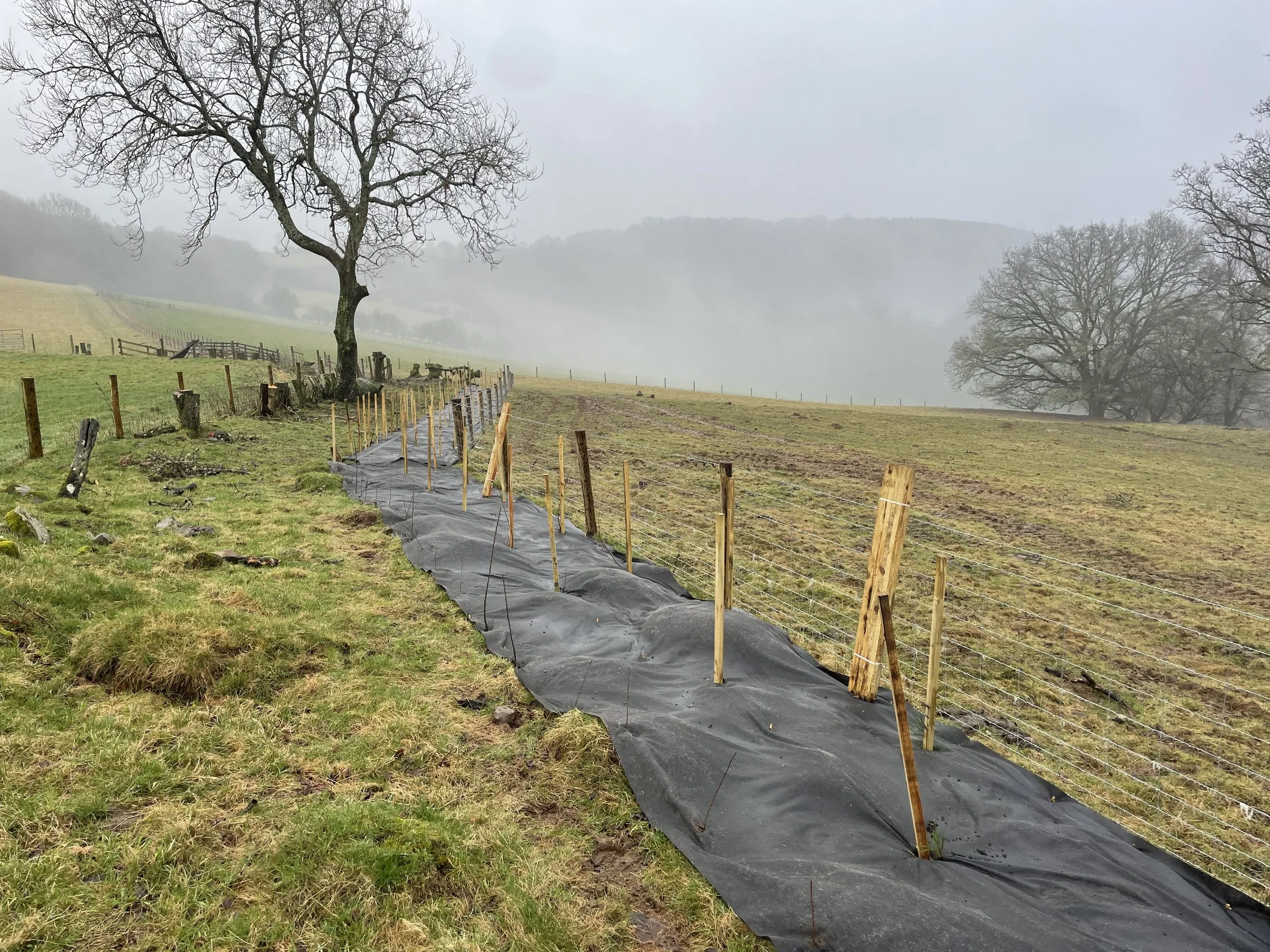 Muddy field with newly installed fencing
