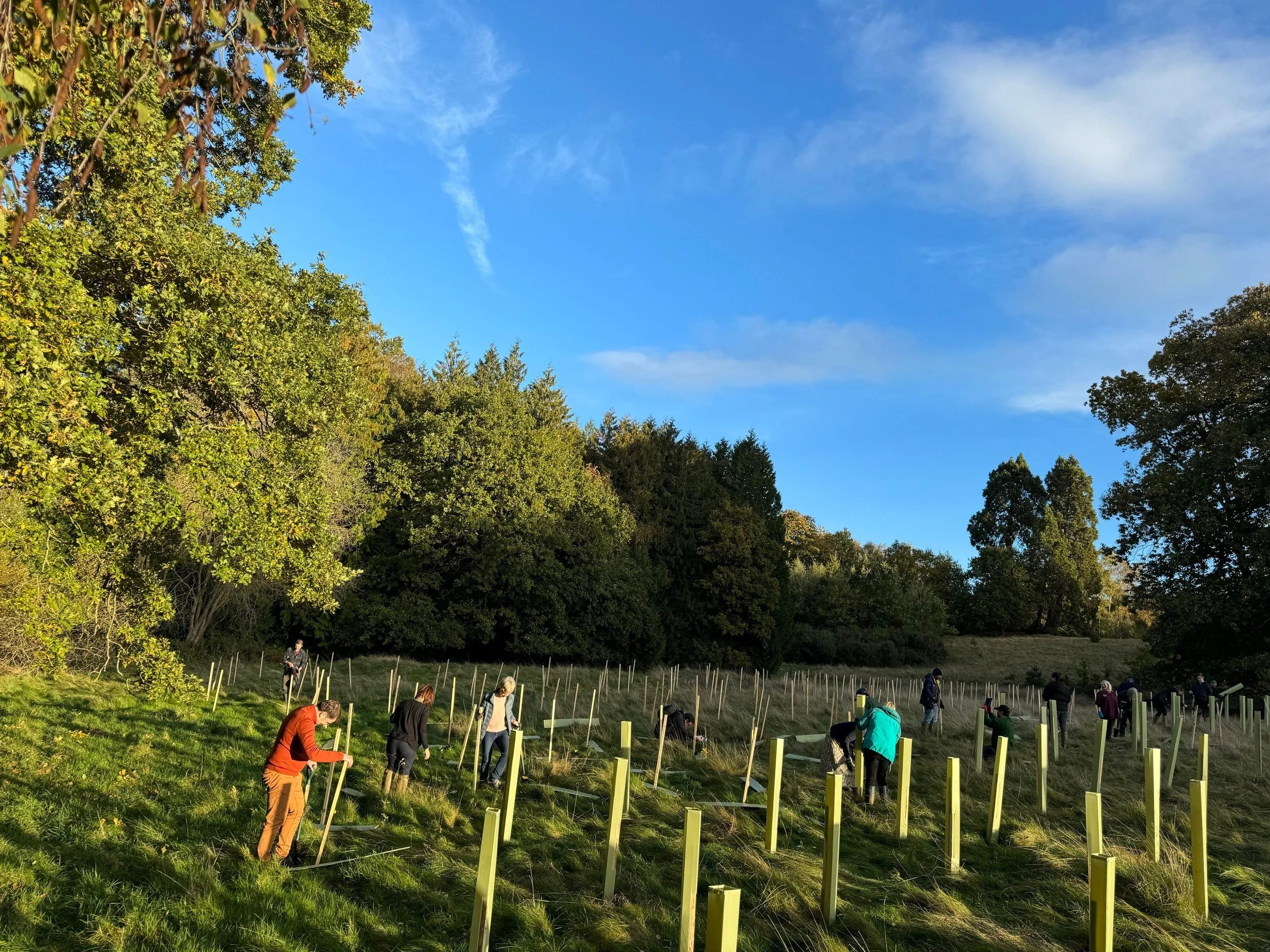 A group of people planting trees in a grassy field surrounded by trees